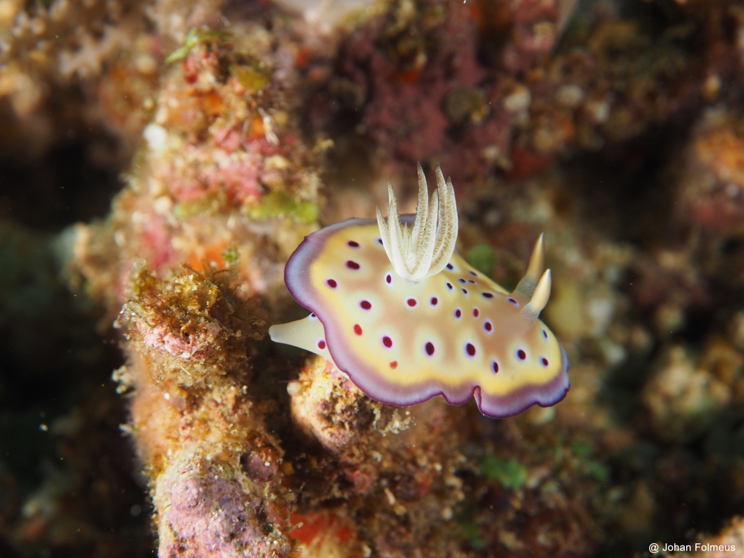 Tryon's Hypselodoris