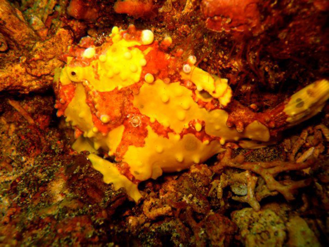 Yellow & orange Warty Frogfish (Antennarius maculatus)