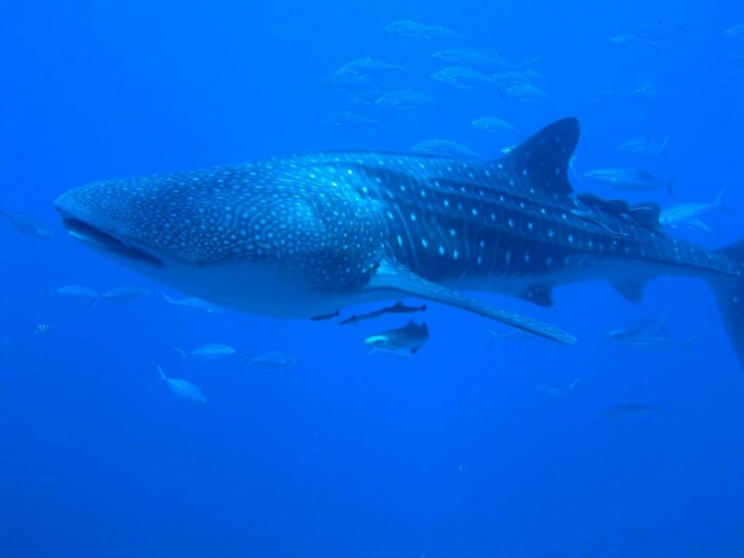 Whale Shark