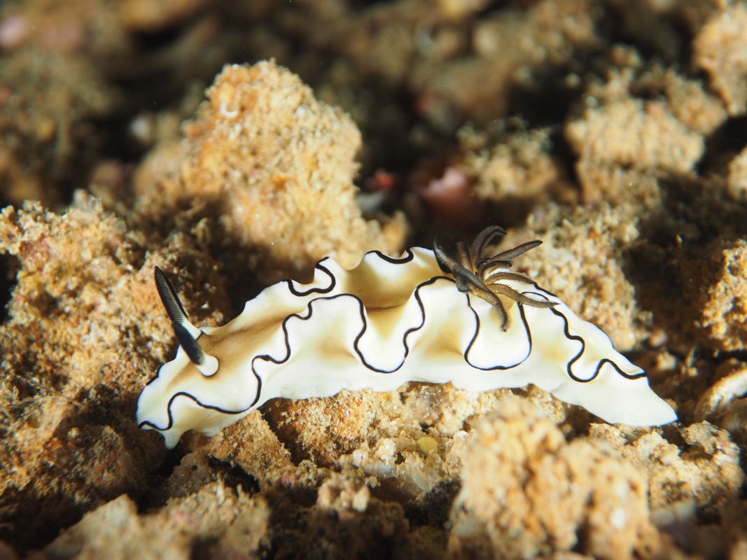 Cheesecake Nudibranch