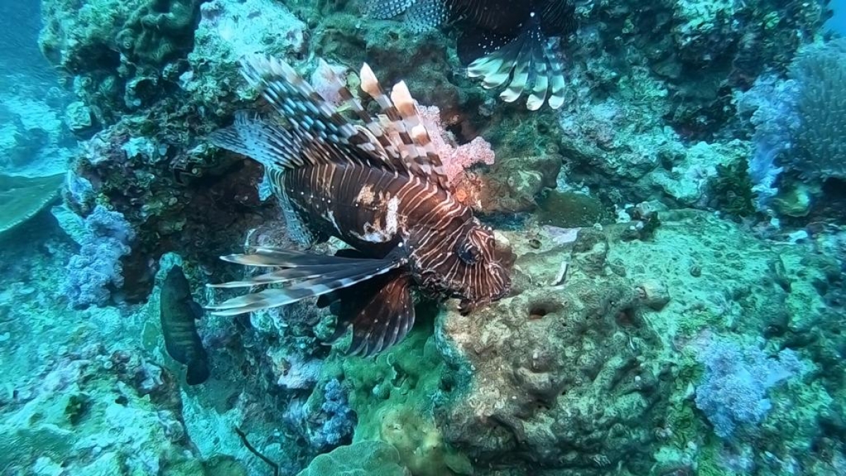 Devil Firefish