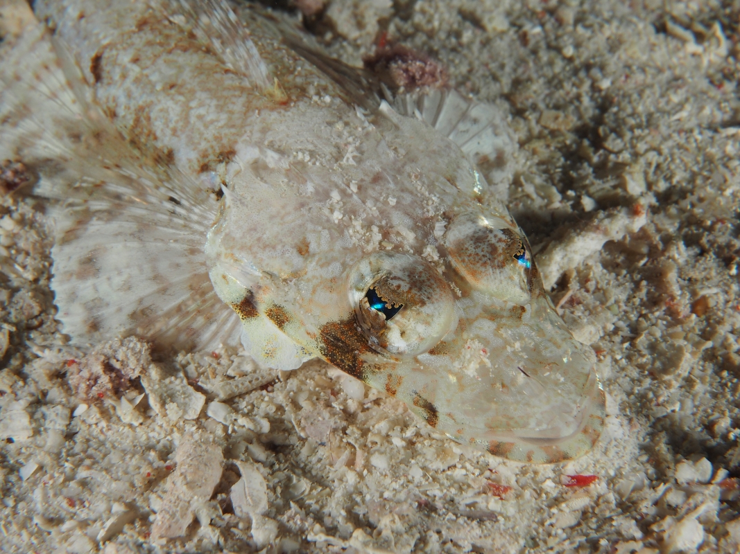 Crocodilefish (Cymbacephalus beauforti)