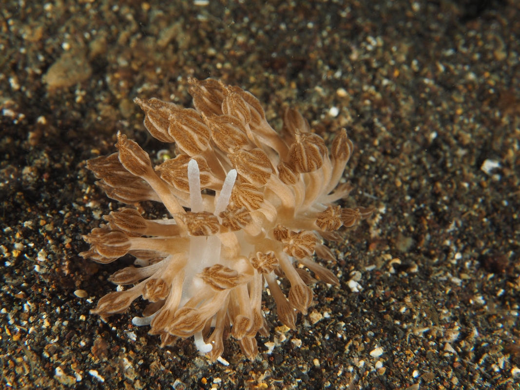 Cryptic Phyllodesmium