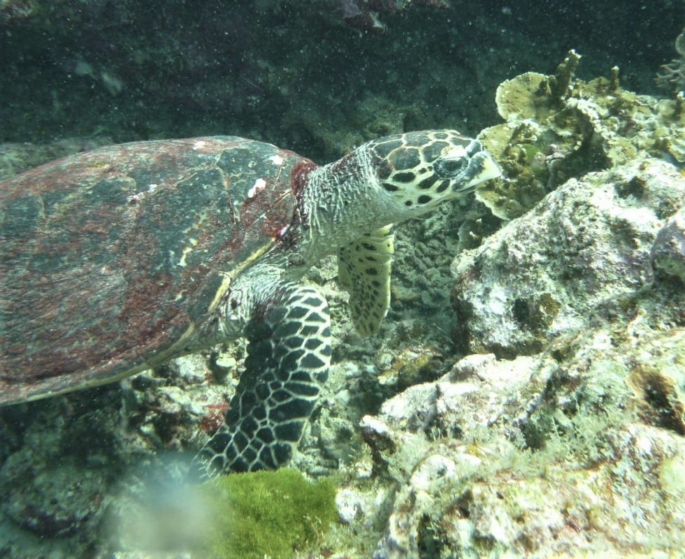 Hawksbill Turtle at The Similan Islands