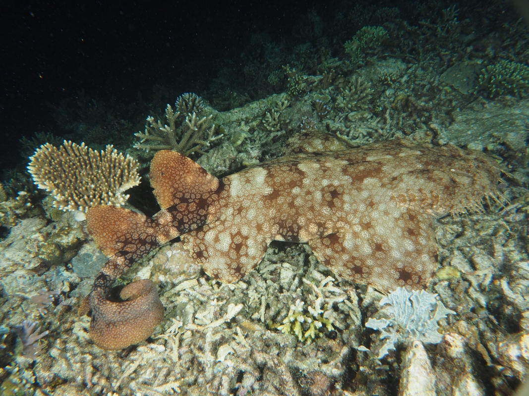 Indonesian Wobbegong (Orectolobus leptolineatus), in Raja Ampat