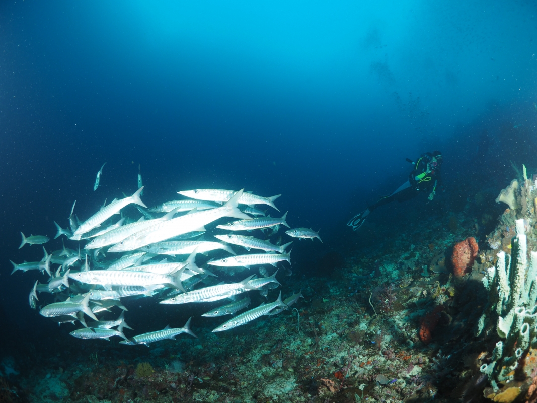 Barracuda