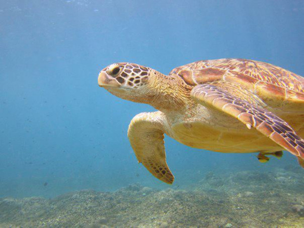 Green Sea Turtle