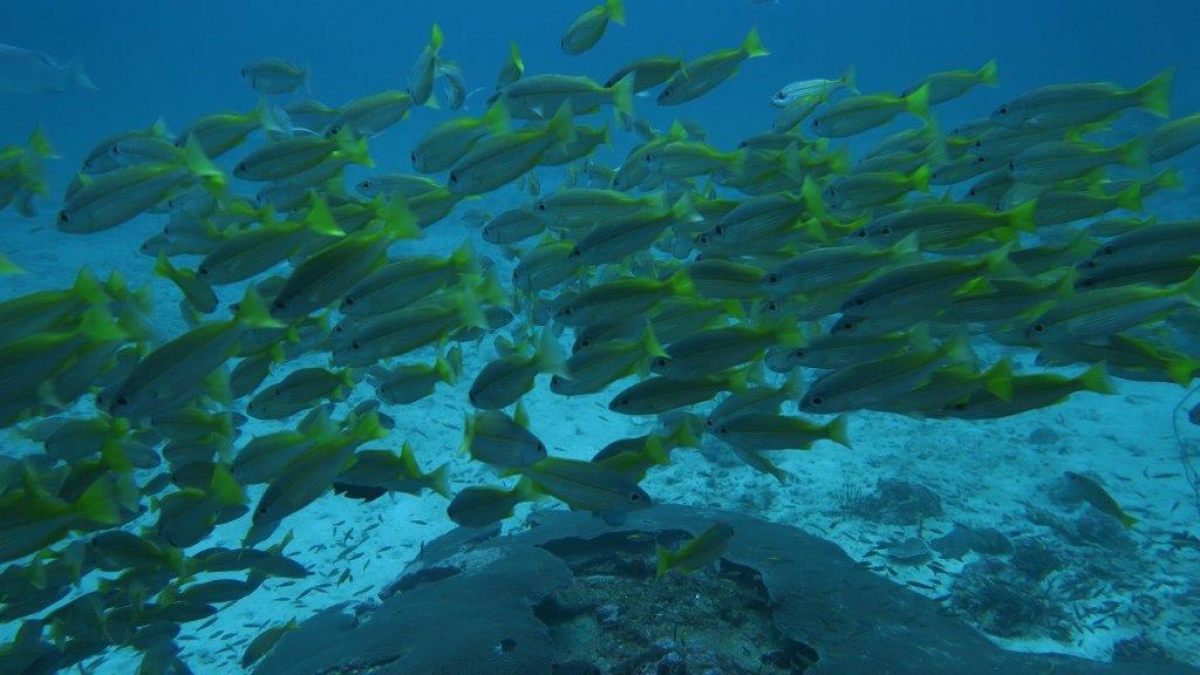 Bigeye Snapper- Facts and Photographs