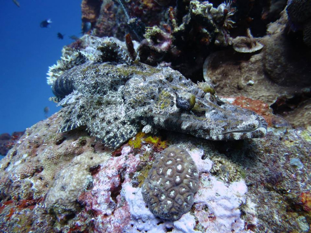 Crocodilefish (Cymbacephalus beauforti)