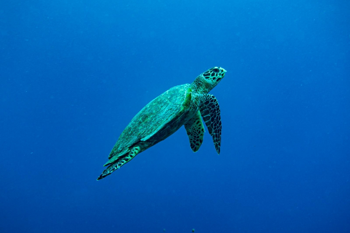 Hawksbill Turtle
