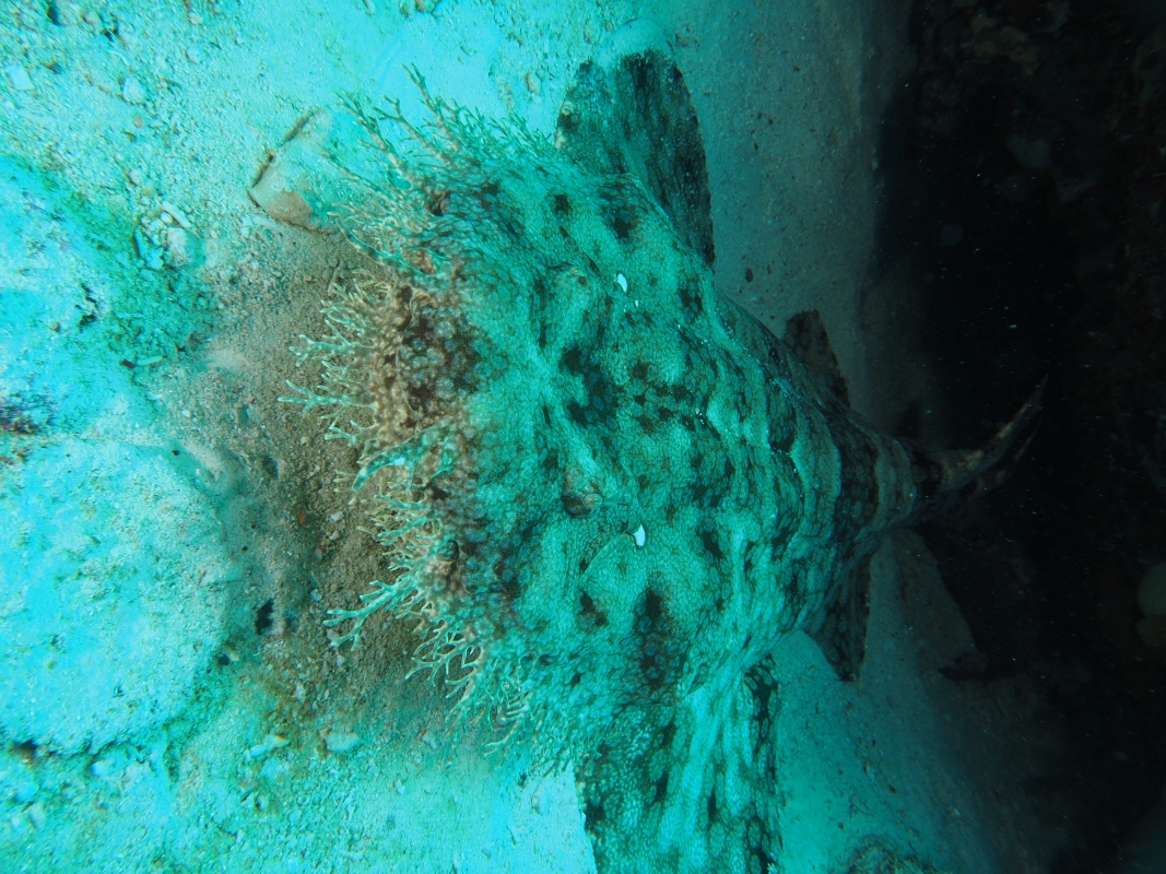 Orectolobus leptolineatus are Indonesian Wobbegongs are Carpet Sharks (Orectolobidae)
