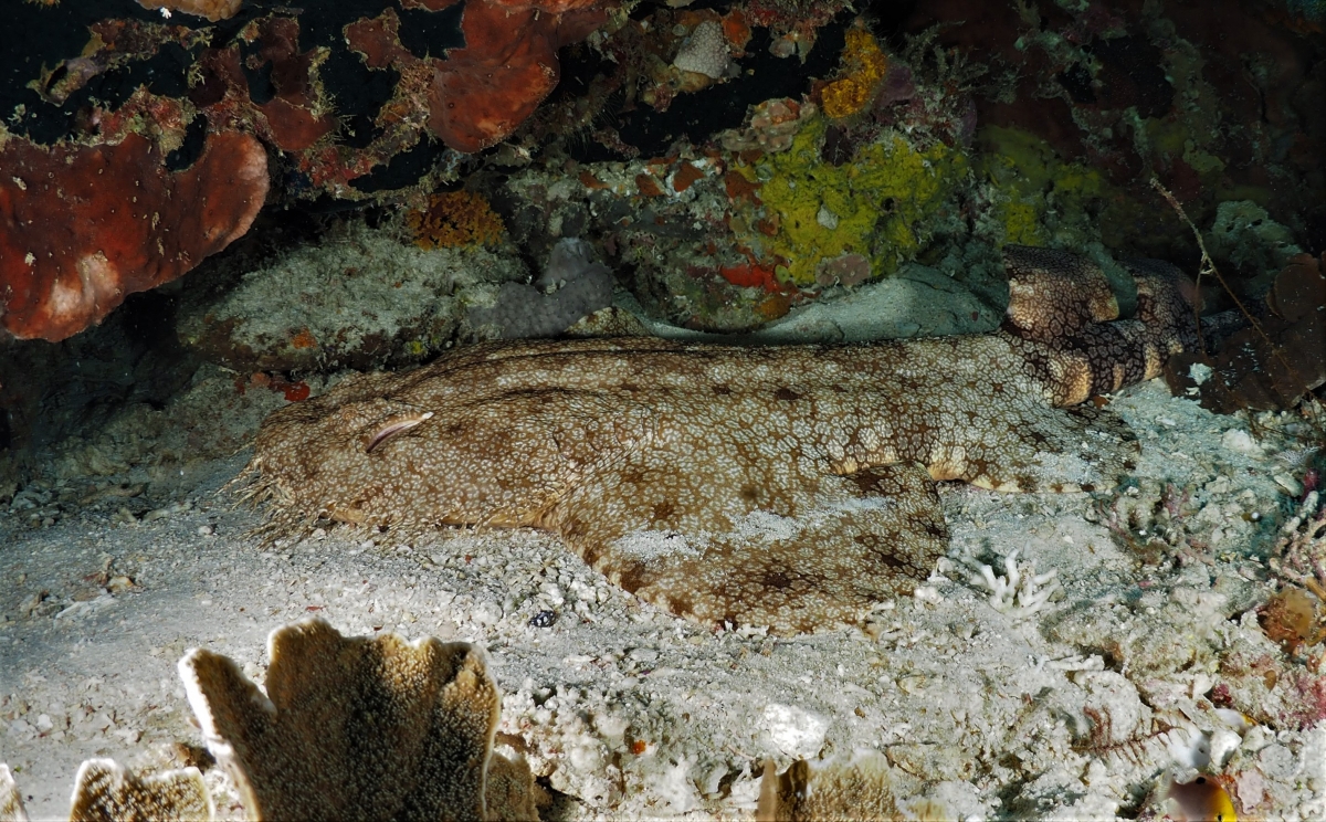 Orectolobus leptolineatus : Indonesian Wobbegongs are Carpet Sharks (Orectolobidae)