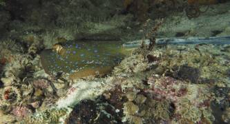 Bluespotted Stingray (Neotrygon khulii) Indonesia