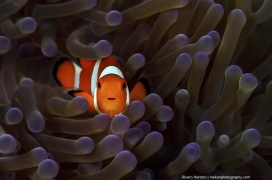 Clown Anemonefish in its anemone, which protects it from predators