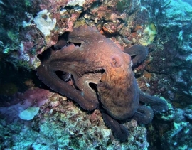 Common Octopus hunting across the reef at sunset.