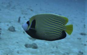Emperor Angelfish (Pomacanthus imperator) in Thailand