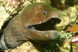 Giant Moray Eel poking its head out of a reef.