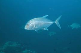 Giant Trevally Jack Jackfish (Caranx ignobilis)