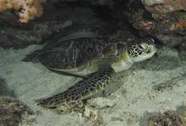 Green Turtle (Chelonia-mydas) resting under a rock.