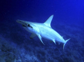Hammerhead Shark at Big Brother, Red Sea, Egyopt