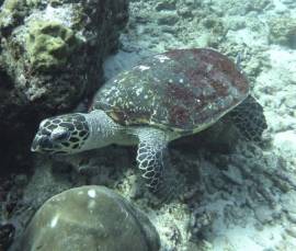 Hawksbill Turtle (Eretmochelys imbricata) Similan Islands, Thailand