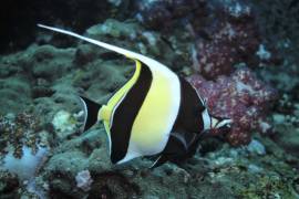 Moorish Idol swimming alone at Richelieu Rock, Thailand