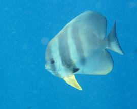 Orbicular Batfish at Similan Islands, Thailand