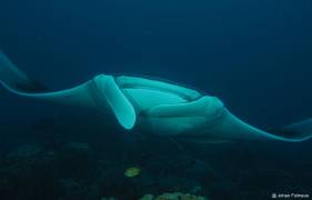 Manta Ray