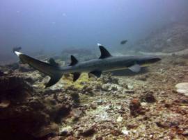 A whitetip Reef Shark swimming across the ref during the day.