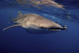Whale Shark snorkelling with a Whale Shark