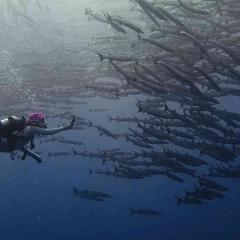 Zora the Exploder Seatopia Taiwanese