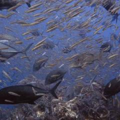 Zora the Exploder Seatopia Scuba Diving