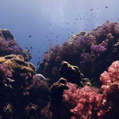 Zora the Exploder Seatopia January 2026