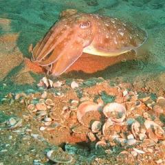 Ravi Bhatia MV Manta Queen 1 Indian