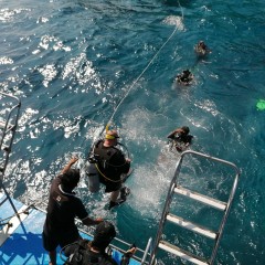 Tryllehest Similan Quest Danish