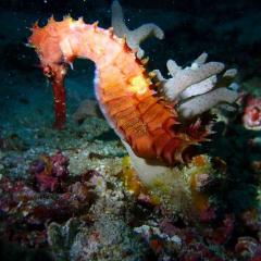 Gerard Komodo Sea Dragon