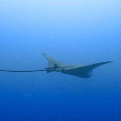Gerard Komodo Sea Dragon 2025-05-07 00:00:00