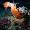 Gerard Komodo Sea Dragon