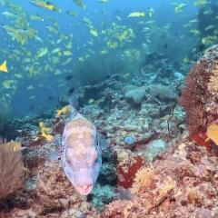 Joy MV Emperor Serenity Scuba Diving