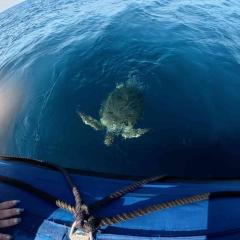 Sandra/Fritz/Selva MV Koon9 2025-12-31 00:00:00