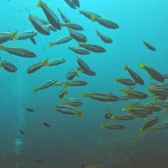 Dan MV Koon9 Scuba Diving