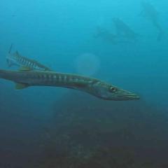 Dan MV Koon9 2025-11-07 00:00:00