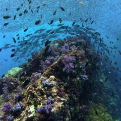 MarkC MV Sawasdee Fasai Scuba Diving