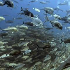 Joy MV Sawasdee Fasai Taiwanese