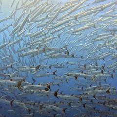 Joy MV Sawasdee Fasai