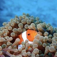 Joy MV Sawasdee Fasai January 2026