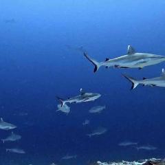 Joy Blue Force 3 Taiwanese