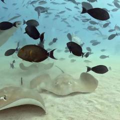 Joy Blue Force 3 2026-01-31 00:00:00