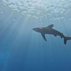 Nathália Aguiar MY Alsuraya Brazilian