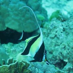 Yoram Drucker MV Koon9 December 2025